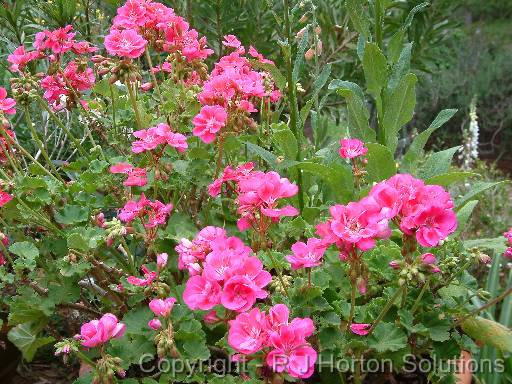 Geranium Pink 